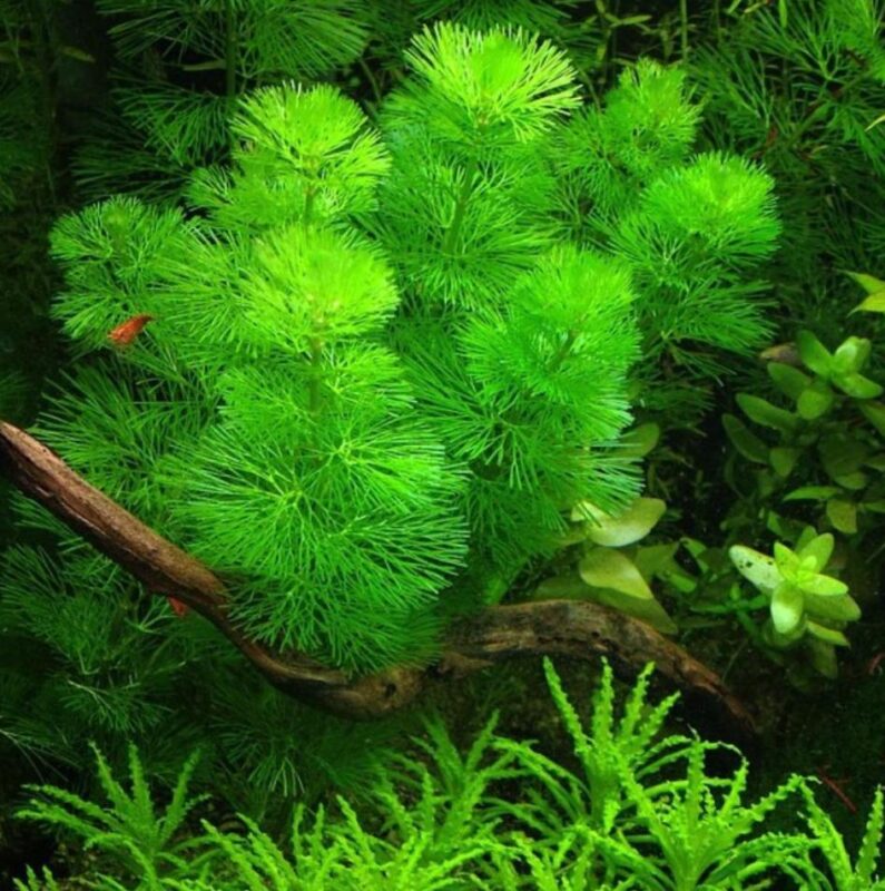 Cây rong đuôi chồn